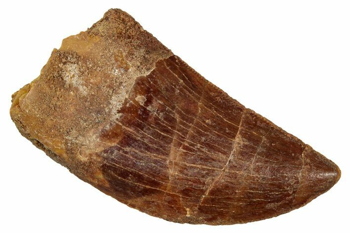 Serrated, Carcharodontosaurus Tooth - Real Dinosaur Tooth #341345